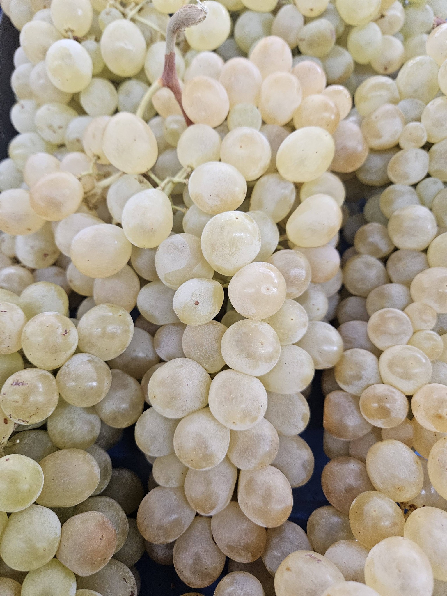 Produit frais Hamdi Prim'
