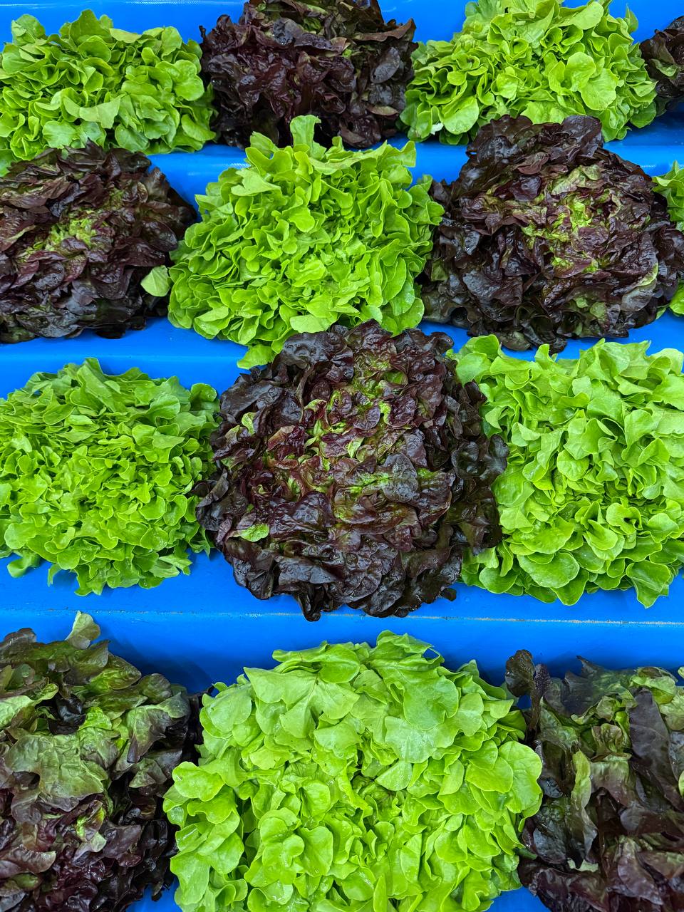 Produit frais Hamdi Prim'