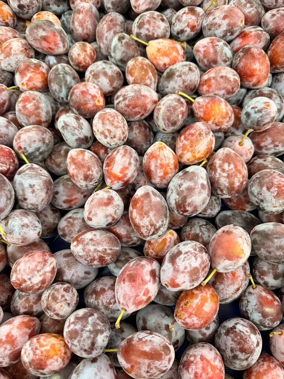 Produit frais Hamdi Prim'